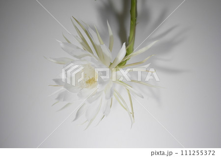 月下美人の花と影20220902 111255372