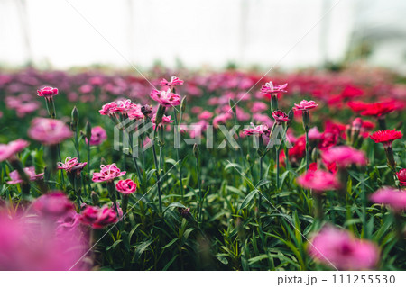 Flowers in the greenhouse,Flowers are blooming in the greenhouse. 111255530