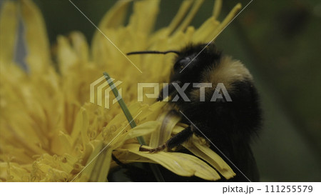 Close up of beautiful insect trying to climb the flower bud. Motion. Macro footage with a wasp on a yellow flower collecting nectar on blurred green background. Close up of beautiful insect trying to climb the flower bud. Motion. Macro footage with a wasp on a yellow flower collecting nectar on blurred green background. 111255579