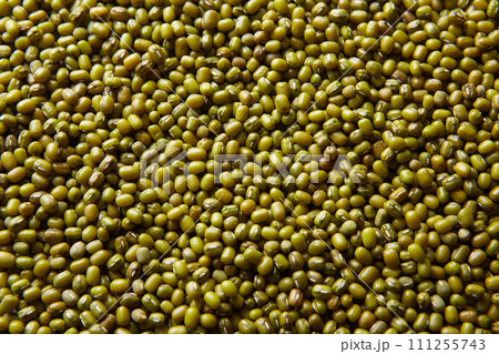 収穫した緑豆 もやしの種 ムング豆 収穫した緑豆 もやしの種 ムング豆 111255743