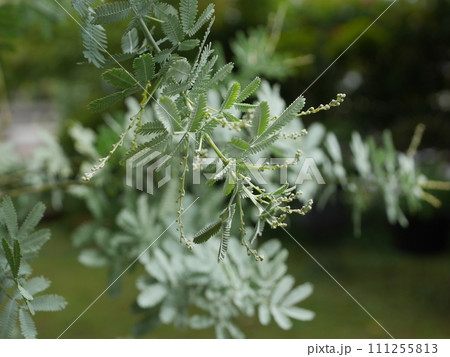 アカシアの蕾20220902 アカシアの蕾20220902 111255813