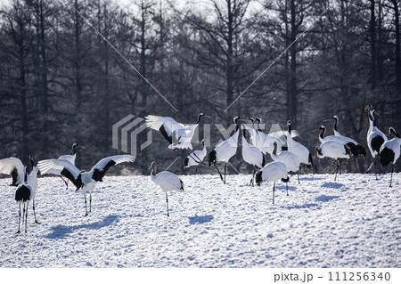 雪原の丹頂鶴 111256340