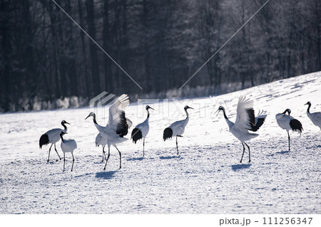 雪原の丹頂鶴 雪原の丹頂鶴 111256347