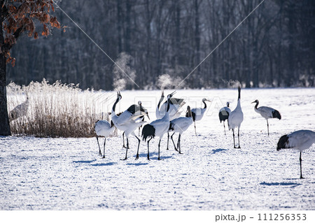 雪原の丹頂鶴 111256353