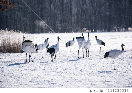 雪原の丹頂鶴 雪原の丹頂鶴 111256358