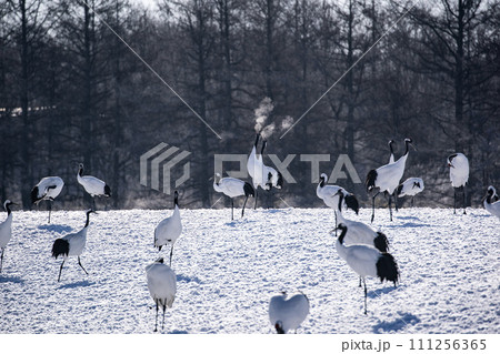 雪原の丹頂鶴 111256365