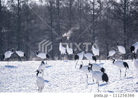 雪原の丹頂鶴 111256366