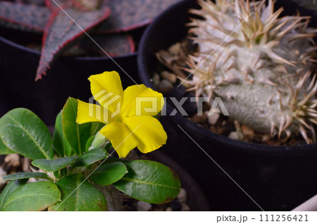 パキポディウムの花 パキポディウムの花 111256421