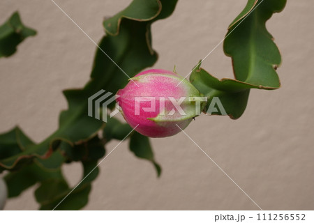 ミニドラゴンフルーツの実20220702 111256552