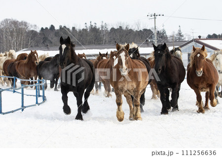馬追い運動 馬追い運動 111256636