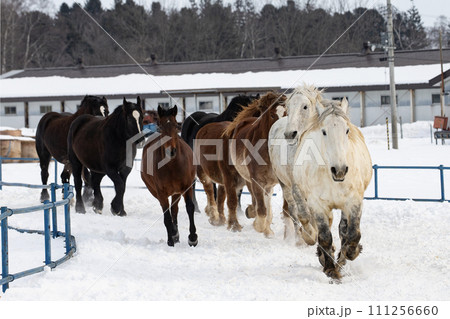 馬追い運動 111256660