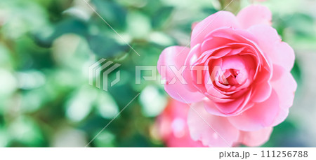 Pink rose Bonica on blurred green background. Soft focus. 111256788