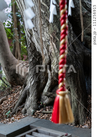 東京、岡本にある岡本八幡宮です ローカルな神社ですが周りの森が素晴らしい 東京、岡本にある岡本八幡宮です ローカルな神社ですが周りの森が素晴らしい 111256915