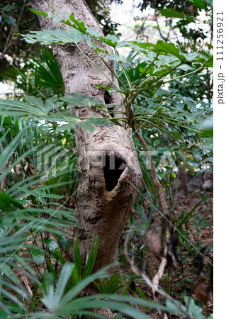 東京、岡本にある岡本八幡宮です ローカルな神社ですが周りの森が素晴らしい 東京、岡本にある岡本八幡宮です ローカルな神社ですが周りの森が素晴らしい 111256921
