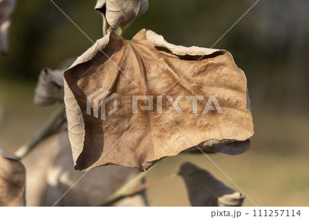 枯れた葉が冬の間のとどまっているハマボウ・クローズアップ 枯れた葉が冬の間のとどまっているハマボウ・クローズアップ 111257114