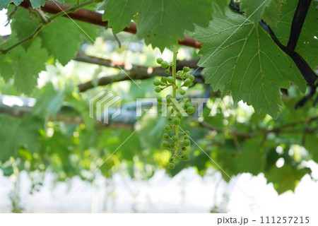 まだ青いブドウの実20220602 111257215