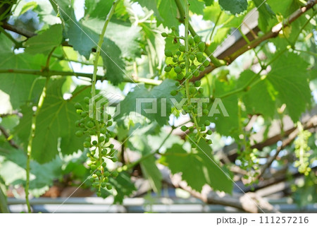 まだ青いブドウの実20220603 まだ青いブドウの実20220603 111257216
