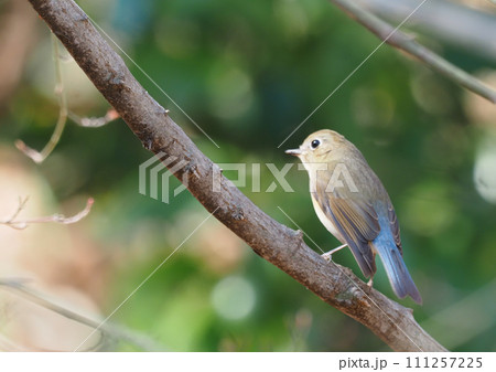 ルリビタキ（メスタイプ） 111257225