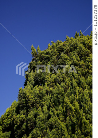 カイヅカイブキの木と青空 111257379