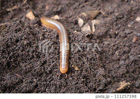 closeup caterpillar beetle grub on a soil closeup caterpillar beetle grub on a soil 111257398