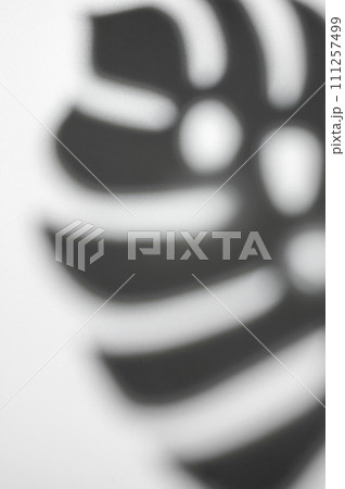 Shadows from monstera leaves 111257499