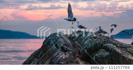 Birds on a rocky island in Howe Sound. Cloudy Sunset. West Coast Pacific Ocean 111257769