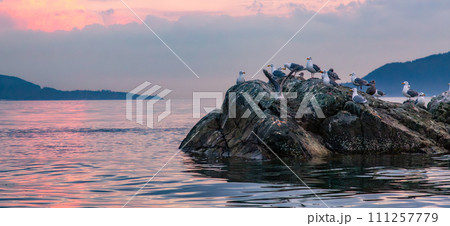 Birds on a rocky island in Howe Sound. Cloudy Sunset. West Coast Pacific Ocean Birds on a rocky island in Howe Sound. Cloudy Sunset. West Coast Pacific Ocean 111257779