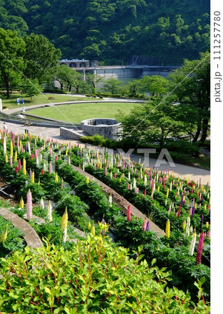 ルピナス咲く公園 【相模原市津久井 5月】 ルピナス咲く公園 【相模原市津久井 5月】 111257780