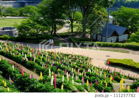 ルピナス咲く公園　【相模原市津久井　5月】 111257782