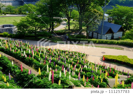 ルピナス咲く公園　【相模原市津久井　5月】 111257783