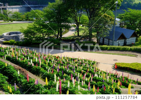 ルピナス咲く公園　【相模原市津久井　5月】 111257784