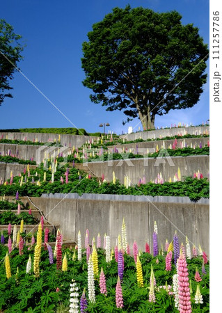 青空に立つ木立とルピナスの花園　【相模原市津久井　5月】 111257786