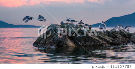 Birds on a rocky island in Howe Sound. Cloudy Sunset. West Coast Pacific Ocean Birds on a rocky island in Howe Sound. Cloudy Sunset. West Coast Pacific Ocean 111257787