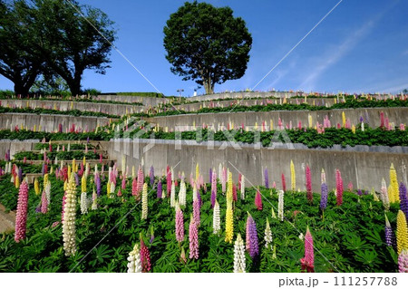 青空に立つ木立とルピナスの花園　【相模原市津久井　5月】 111257788