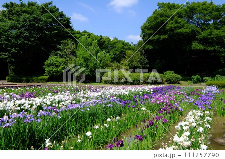 森に囲まれた花菖蒲田 【相模原市下溝 6月】 森に囲まれた花菖蒲田 【相模原市下溝 6月】 111257790
