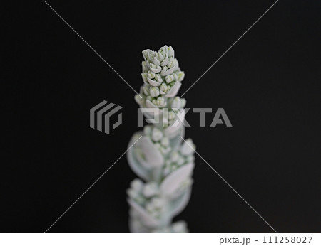 デザートローズの花20221203 デザートローズの花20221203 111258027