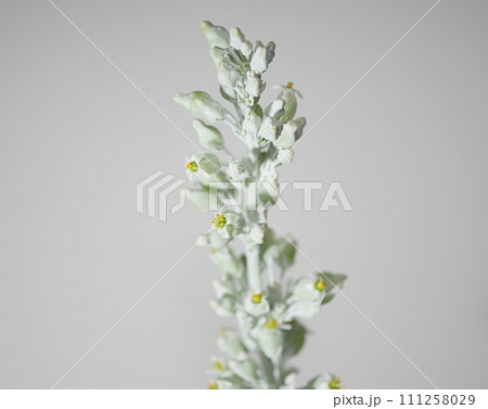 デザートローズの花20221205 111258029