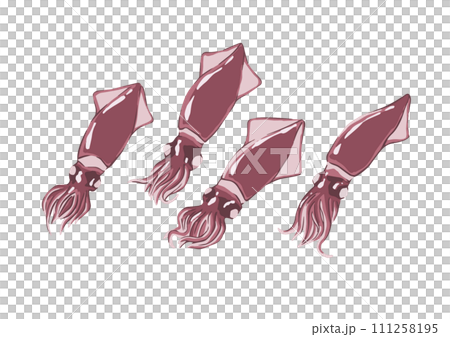 Illustration of a simple boiled firefly squid 111258195
