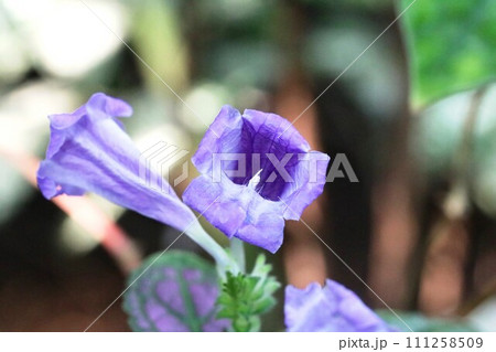 ペリレプタ・ディエリアナの花 咲き始めです! ペリレプタ・ディエリアナの花 咲き始めです! 111258509
