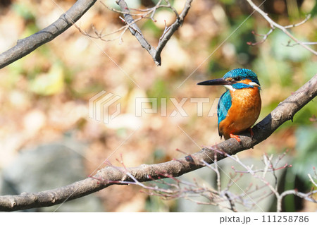 カワセミ（オス） 111258786