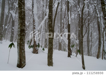 比婆山 ブナ林 雪景色 比婆山 ブナ林 雪景色 111258930