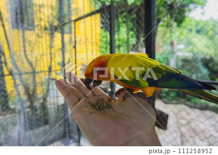 feeding parrot on hand colorful parakeet or parrots with grain on hand. People hand feed seed to the bird. The bird bends down to eat. Pet and zoo activities concept. 111258952