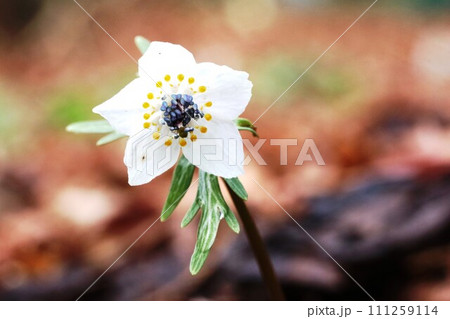 真冬に咲く花 セツブンソウ(節分草) 真冬に咲く花 セツブンソウ(節分草) 111259114