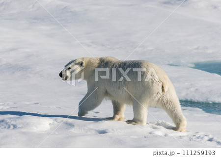 Polar bear on the pack ice Polar bear on the pack ice 111259193