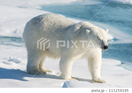 Polar bear on the pack ice 111259195