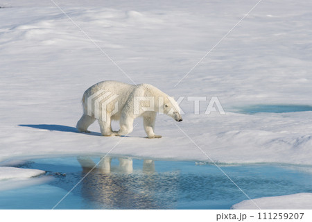 Polar bear on the pack ice Polar bear on the pack ice 111259207
