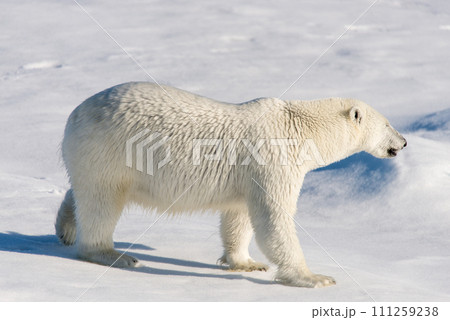 Polar bear on the pack ice Polar bear on the pack ice 111259238