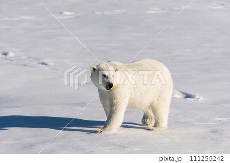 Polar bear on the pack ice 111259242