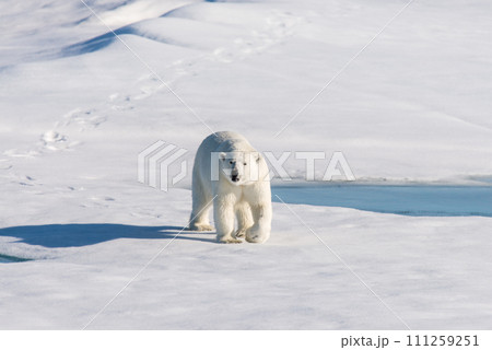 Polar bear on the pack ice 111259251