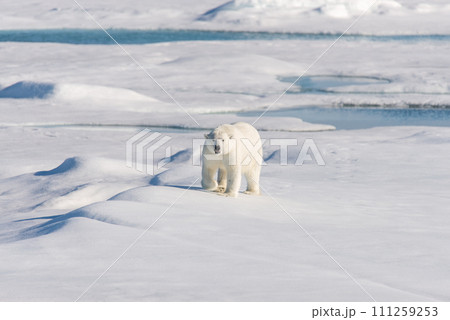 Polar bear on the pack ice Polar bear on the pack ice 111259253